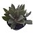 Planta Suculenta Kalanchoe Milotti - Imagem 1