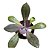 Kit Suculentas Hibridas Gigantes  3 GIBBIFLORAS - Imagem 3