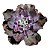 Kit Suculentas Hibridas Gigantes  3 GIBBIFLORAS - Imagem 4
