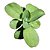 Kit Suculentas Hibridas Gigantes  3 GIBBIFLORAS - Imagem 2