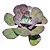 Kit Suculentas Hibridas Gigantes  3 GIBBIFLORAS - Imagem 4