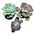 Kit Suculentas Hibridas Gigantes  3 GIBBIFLORAS - Imagem 1