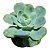 Kit Suculentas Hibridas Gigantes  3 GIBBIFLORAS - Imagem 3
