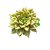SUCULENTA ECHEVERIA TESLA(COREIA)(CORTE) - Imagem 3