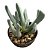 CHEIRIDOPSIS DENTICULATA PT 07 - Imagem 2