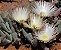 CHEIRIDOPSIS DENTICULATA PT 07 - Imagem 3