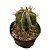 Cacto Astrophytum Ornatum Pote 11 - Super Colecionavel - Imagem 2