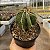 Cacto Astrophytum Ornatum Pote 11 - Super Colecionavel - Imagem 1