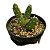 CACTO CUMULOPUNTIA BOLIVIANA PT 09 - Imagem 1