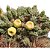 CACTO CUMULOPUNTIA BOLIVIANA PT 09 - Imagem 2