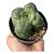 Planta Suculenta Crassula Hemisferica pote 9 - Imagem 1
