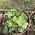 Planta Suculenta Crassula Orbicularis pt 11(colonia) - Imagem 4