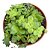 Planta Suculenta Crassula Orbicularis pt 11(colonia) - Imagem 1