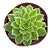 SUCULENTA ECHEVERIA FLAT VARIEGATA  PT11 - Imagem 4