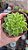 SUCULENTA ECHEVERIA FLAT VARIEGATA  PT11 - Imagem 2