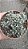 SUCULENTA TRICHODIADEMA DENSUM POTE 11 - Imagem 4