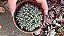 SUCULENTA TRICHODIADEMA DENSUM POTE 11 - Imagem 2