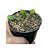 EUPHORBIA STELLATA PT 09 (Pequena) - Imagem 2