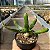 EUPHORBIA STELLATA PT 09 (Pequena) - Imagem 3