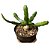 EUPHORBIA STELLATA PT 09 (Pequena) - Imagem 1
