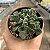 ALOINOPSIS SETIFERA PT 07 - Imagem 3