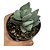 CRASSULA IVORY TOWER PT 09 - Imagem 1