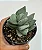 CRASSULA IVORY TOWER PT 09 - Imagem 2
