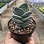 CRASSULA IVORY TOWER PT 09 - Imagem 3