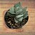 CRASSULA IVORY TOWER PT 09 - Imagem 4