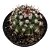 Cacto Mammillaria Mammillaris pote 6 cm (pequeno) - Imagem 1