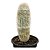 Cacto ESPOSTOA Nana pt 14 cm (+12 cm) - Imagem 4
