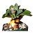 ALOINOPSIS RUBROLINEATA PT 09(caudex)(pequena) - Imagem 3