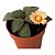 ALOINOPSIS RUBROLINEATA PT 09(caudex)(pequena) - Imagem 4