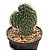 PLANTA CACTO CLEISTOCACTUS CRISTATA (RABO DE SEREIA) PT 11 - Imagem 2