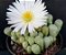 FENESTRARIA AURANTHIACA (FLOR BRANCA ) PT 07 DEDINHO DE ET - Imagem 3