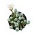 FENESTRARIA AURANTHIACA (FLOR BRANCA ) PT 07 DEDINHO DE ET - Imagem 1