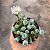 FENESTRARIA AURANTHIACA (FLOR BRANCA ) PT 07 DEDINHO DE ET - Imagem 4
