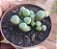 FENESTRARIA AURANTHIACA (FLOR BRANCA ) PT 07 DEDINHO DE ET - Imagem 2
