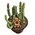 PLANTA STAPELIA ORBEA VARIEGATA PT 11 (FLOR TIGRADA) - Imagem 1