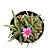 SUCULENTA DELOSPERMA HARAZIANUM PT 09 - Imagem 2