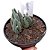 SUCULENTA DELOSPERMA HARAZIANUM PT 09 - Imagem 1