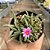 SUCULENTA DELOSPERMA HARAZIANUM PT 09 - Imagem 3