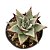 SUCULENTA ECHEVERIA AGAVOIDES PRESITA EBONY PT 09 - Imagem 3