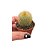 Cactos Eriocactus Leninghausii pote 6 cm (pequeno) - Imagem 1
