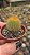 Cactos Eriocactus Leninghausii pote 6 cm (pequeno) - Imagem 2