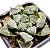Suculenta Haworthia Korizato "Coleção"pt 11 importada - Imagem 1