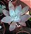 SUCULENTA ECHEVERIA CANTE - Imagem 2