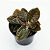 Muda de Pilea Repens pote 11 cm - Imagem 1