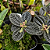 Muda de Pilea Repens pote 11 cm - Imagem 2