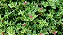 Suculenta Rosinha do Sol ou Aptenia cordifolia cuia 13 - Imagem 2